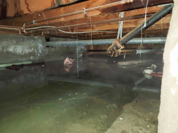 Best Local water damage restoration  in Chevy Chase View, MD